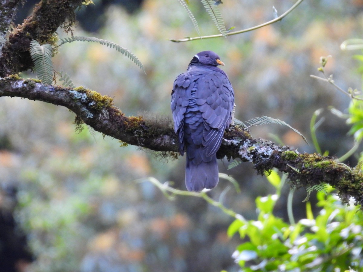 Band-tailed Pigeon - ML638305309