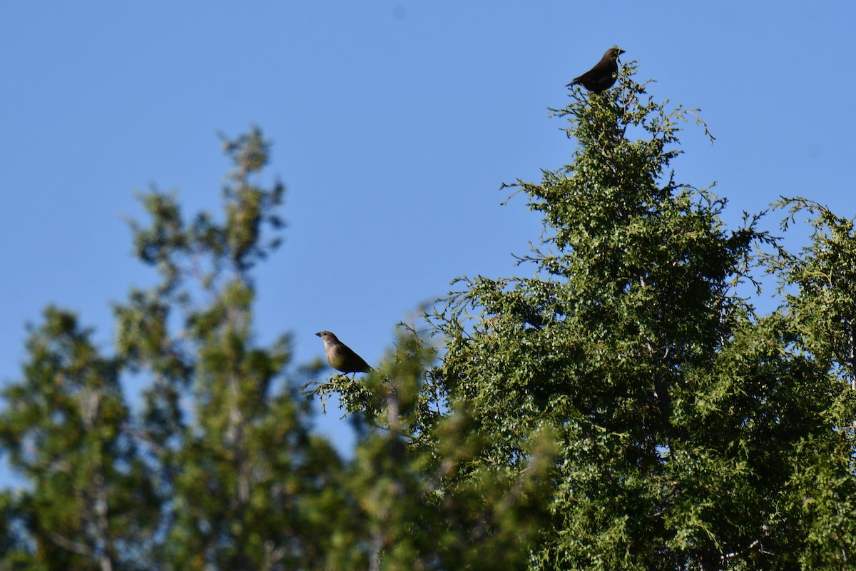 Brown-headed Cowbird - ML638305315
