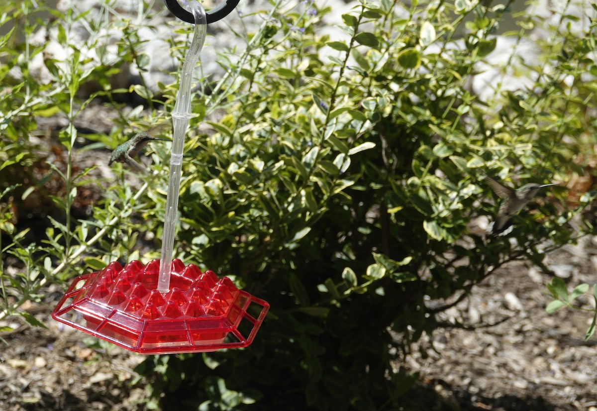 Colibri à gorge rubis - ML638305328