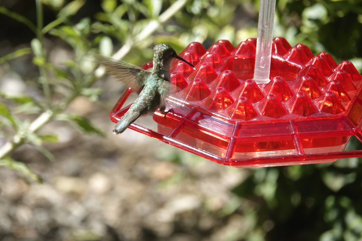 Colibri à gorge rubis - ML638305331