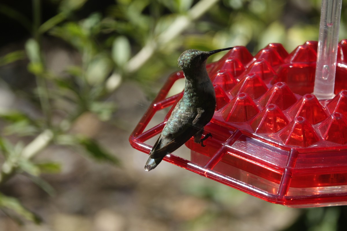 Colibri à gorge rubis - ML638305333