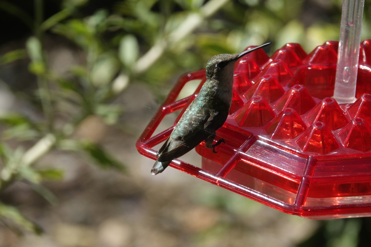 Colibri à gorge rubis - ML638305334