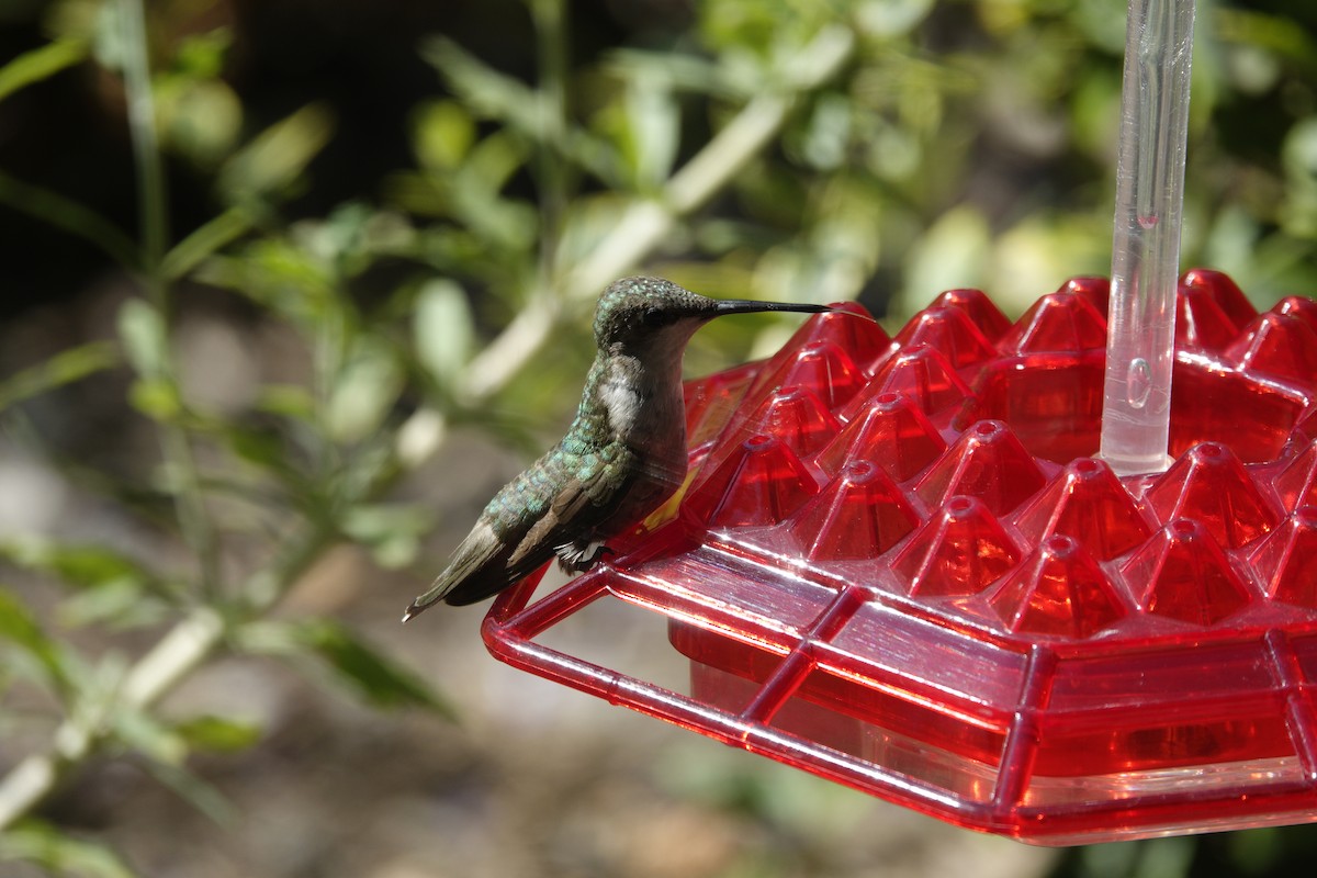 Colibri à gorge rubis - ML638305335
