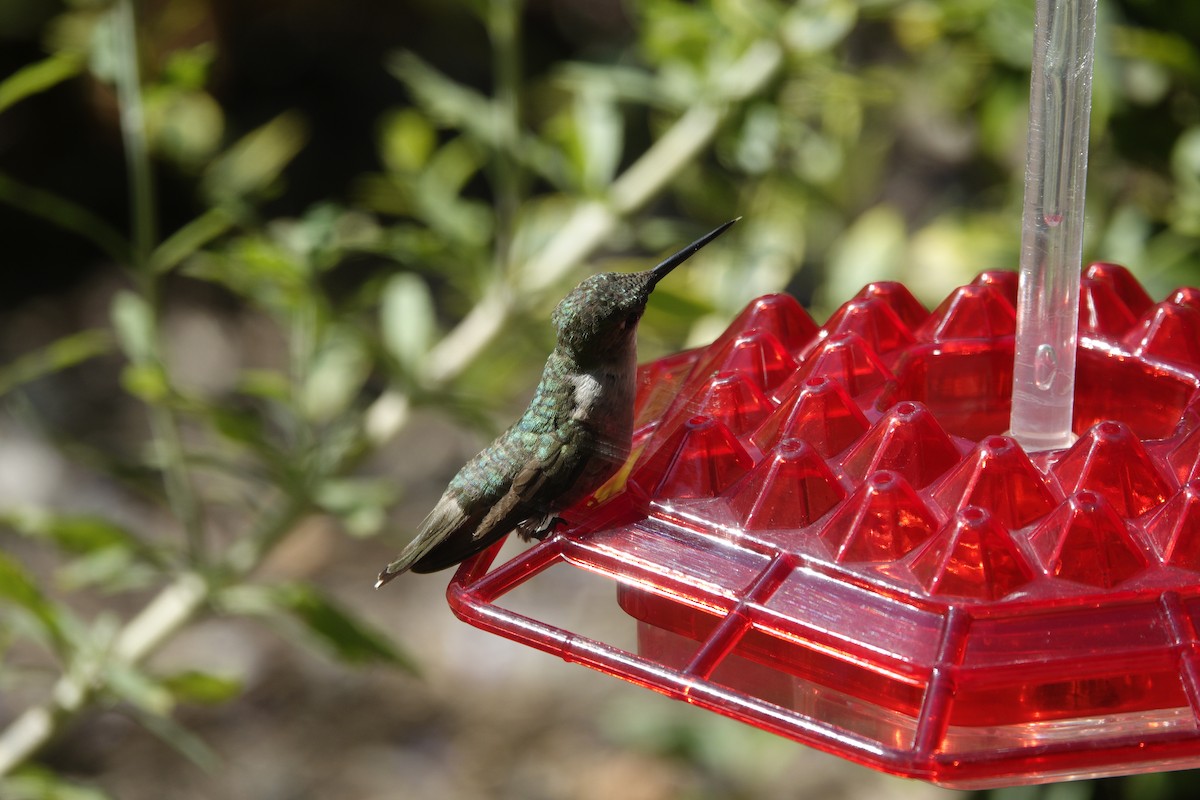 Colibri à gorge rubis - ML638305336