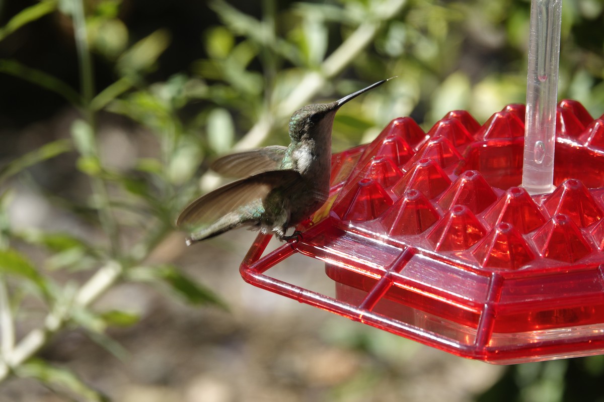Colibri à gorge rubis - ML638305337