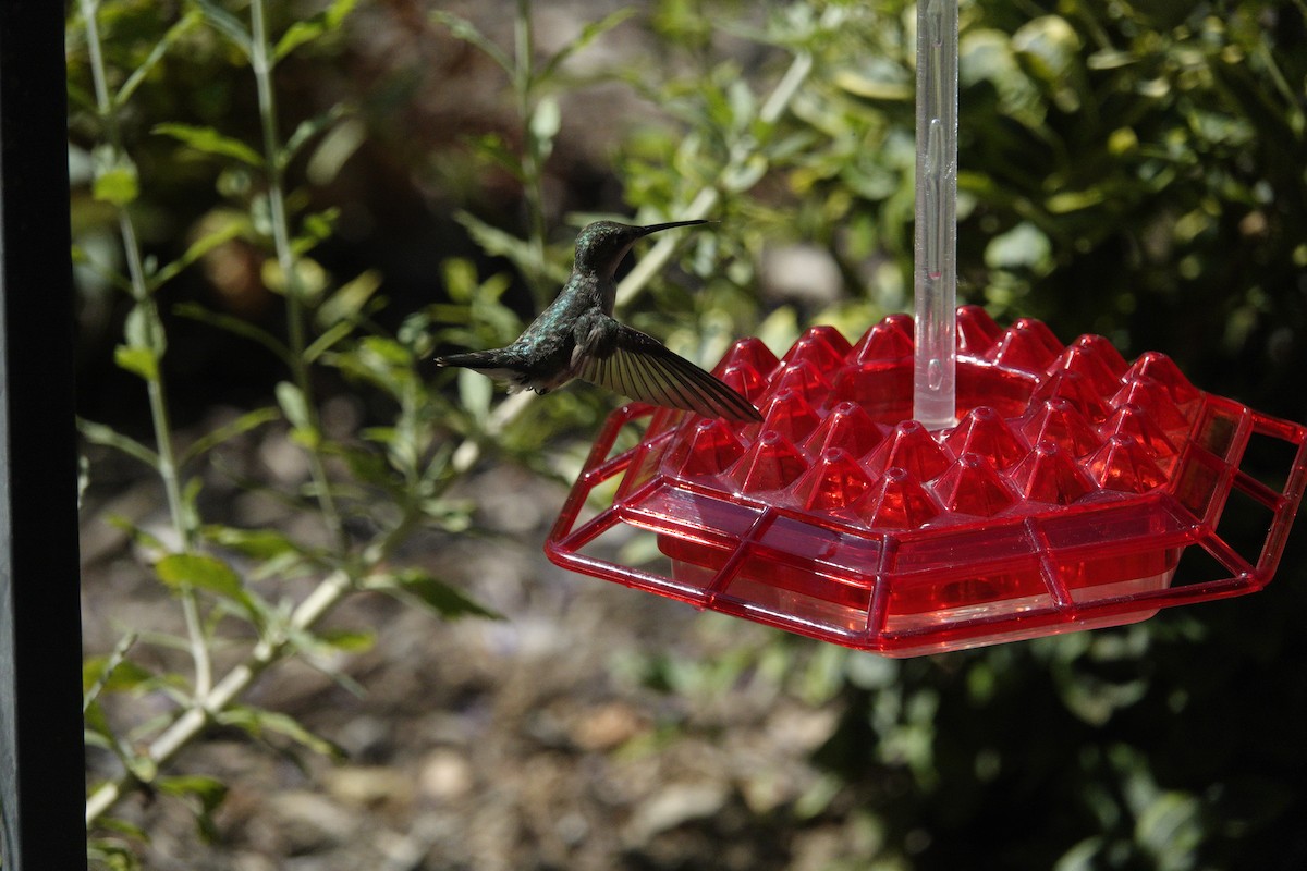 Colibri à gorge rubis - ML638305341