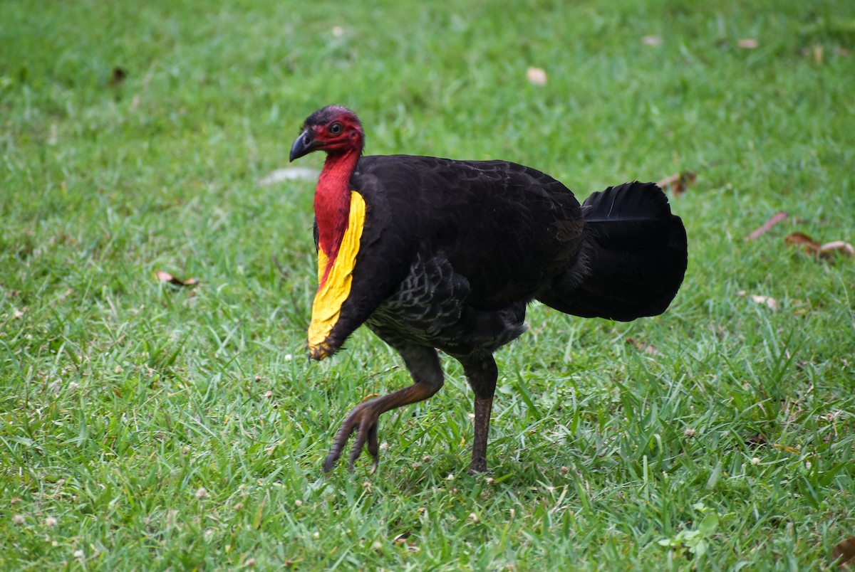 Australian Brushturkey - ML638305383