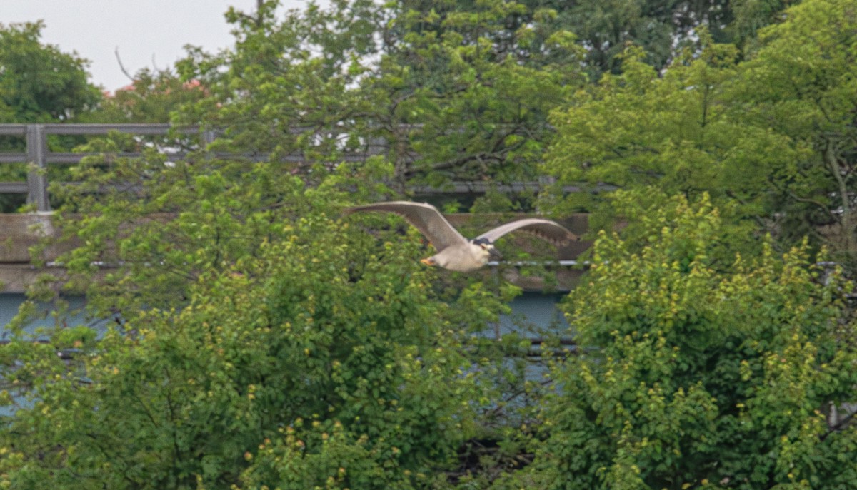 Black-crowned Night Heron - ML638305385