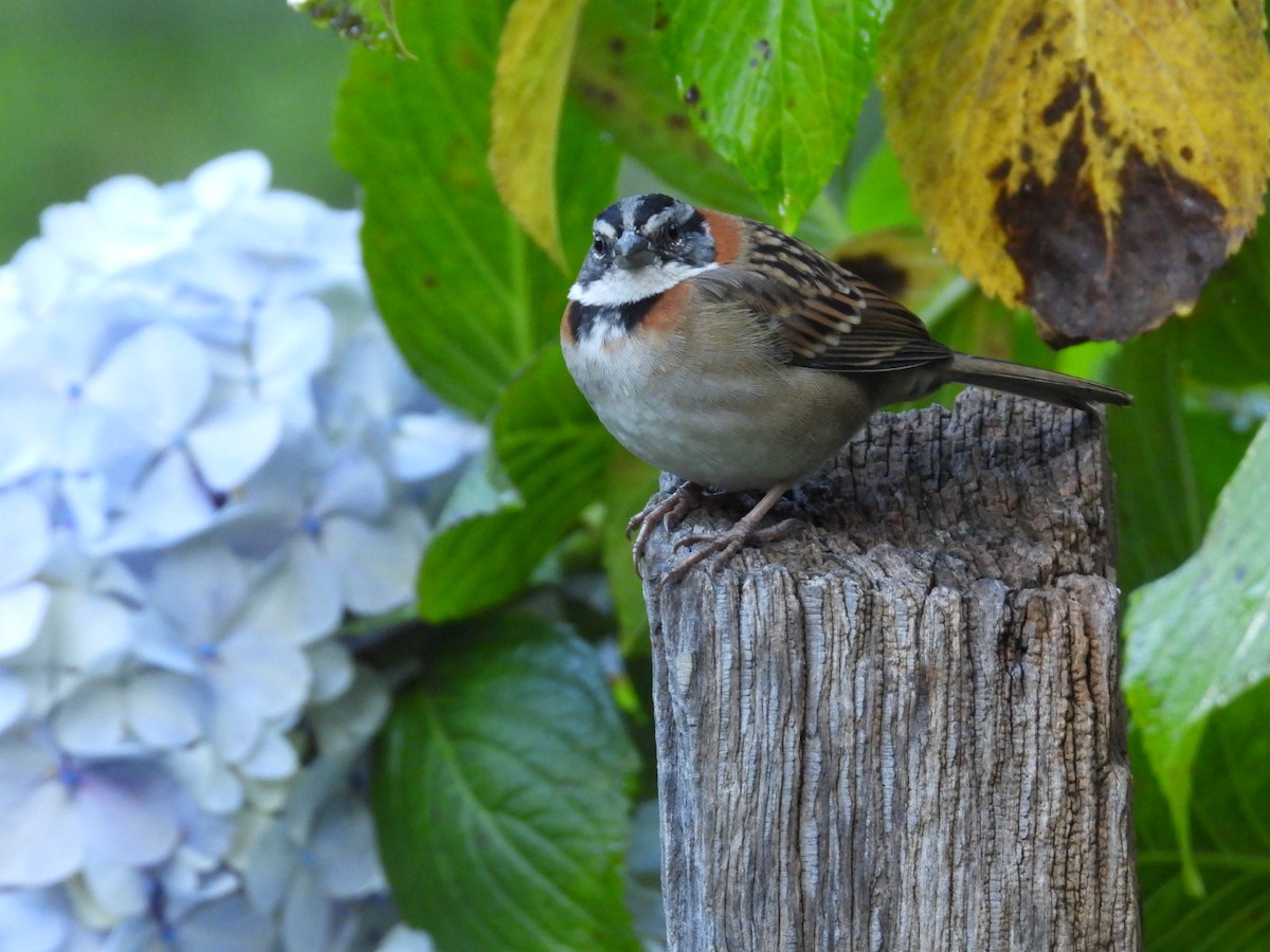 Rufous-collared Sparrow - ML638305386