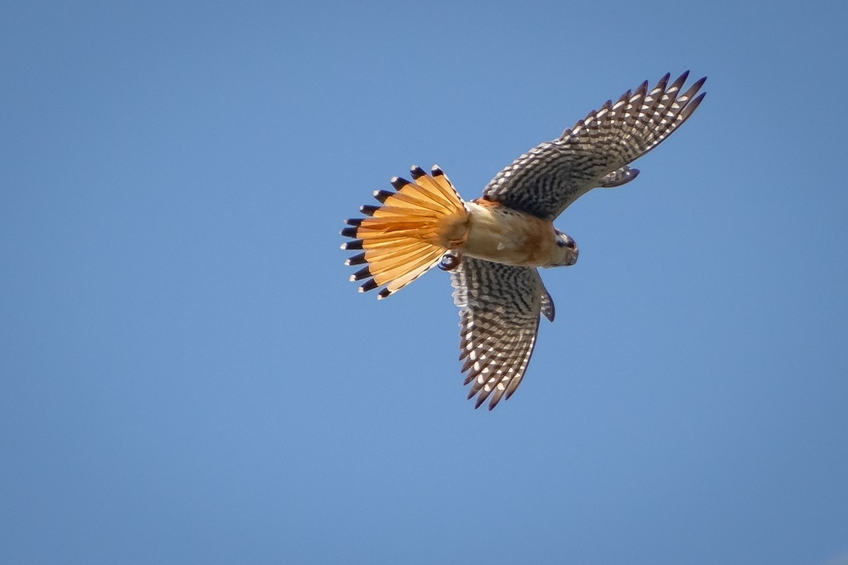 American Kestrel - ML638305390