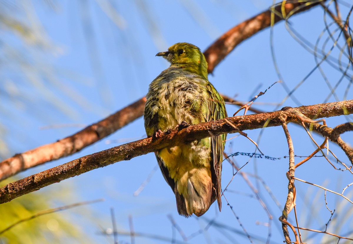 Superb Fruit-Dove - ML638305445