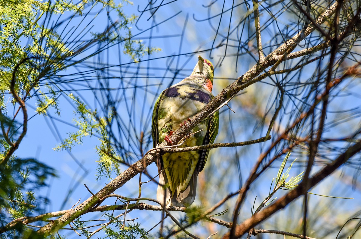 Superb Fruit-Dove - ML638305447