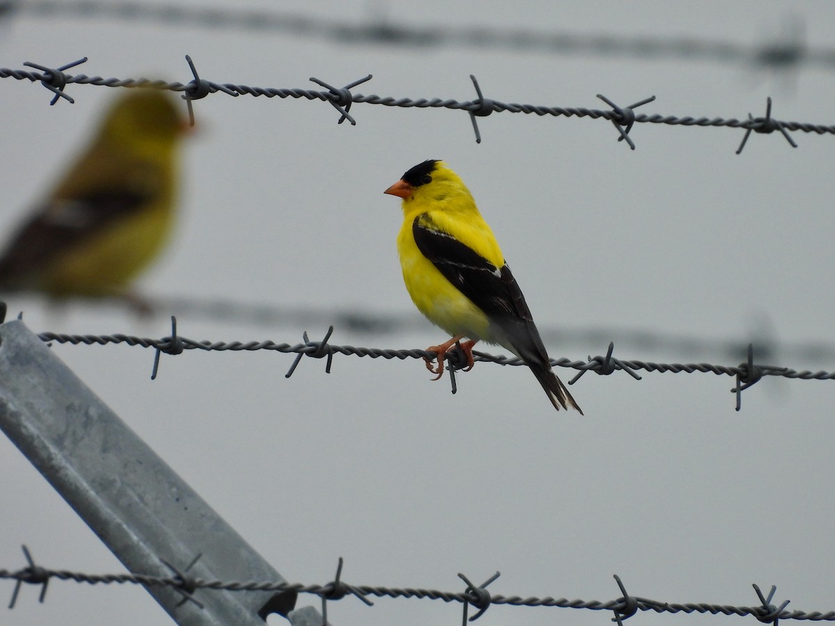 American Goldfinch - ML638305449