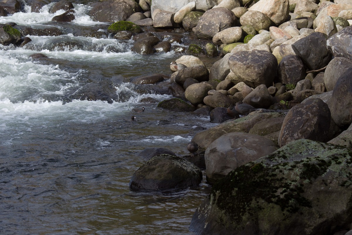 Blue Duck - ML638305452