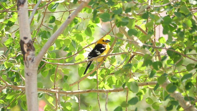 Yellow Grosbeak - ML638305465