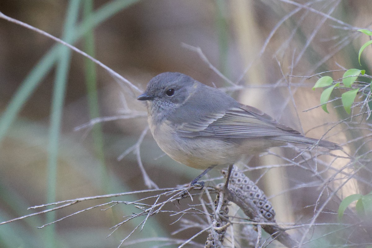 Golden Whistler (Western) - ML638305466
