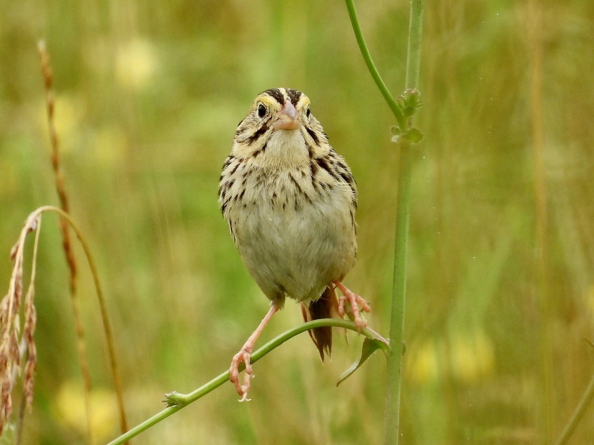 Henslow's Sparrow - ML638305467