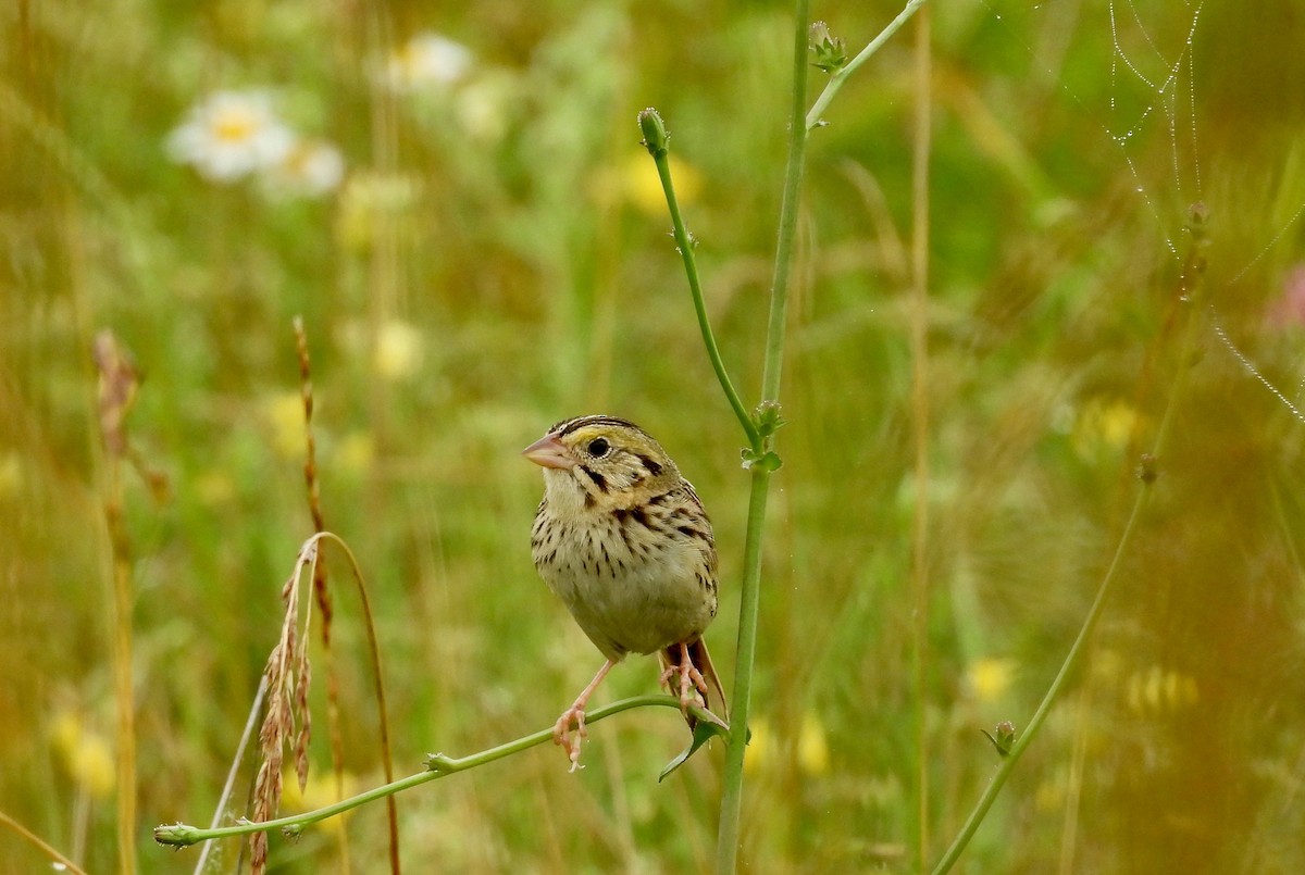 Henslow's Sparrow - ML638305468