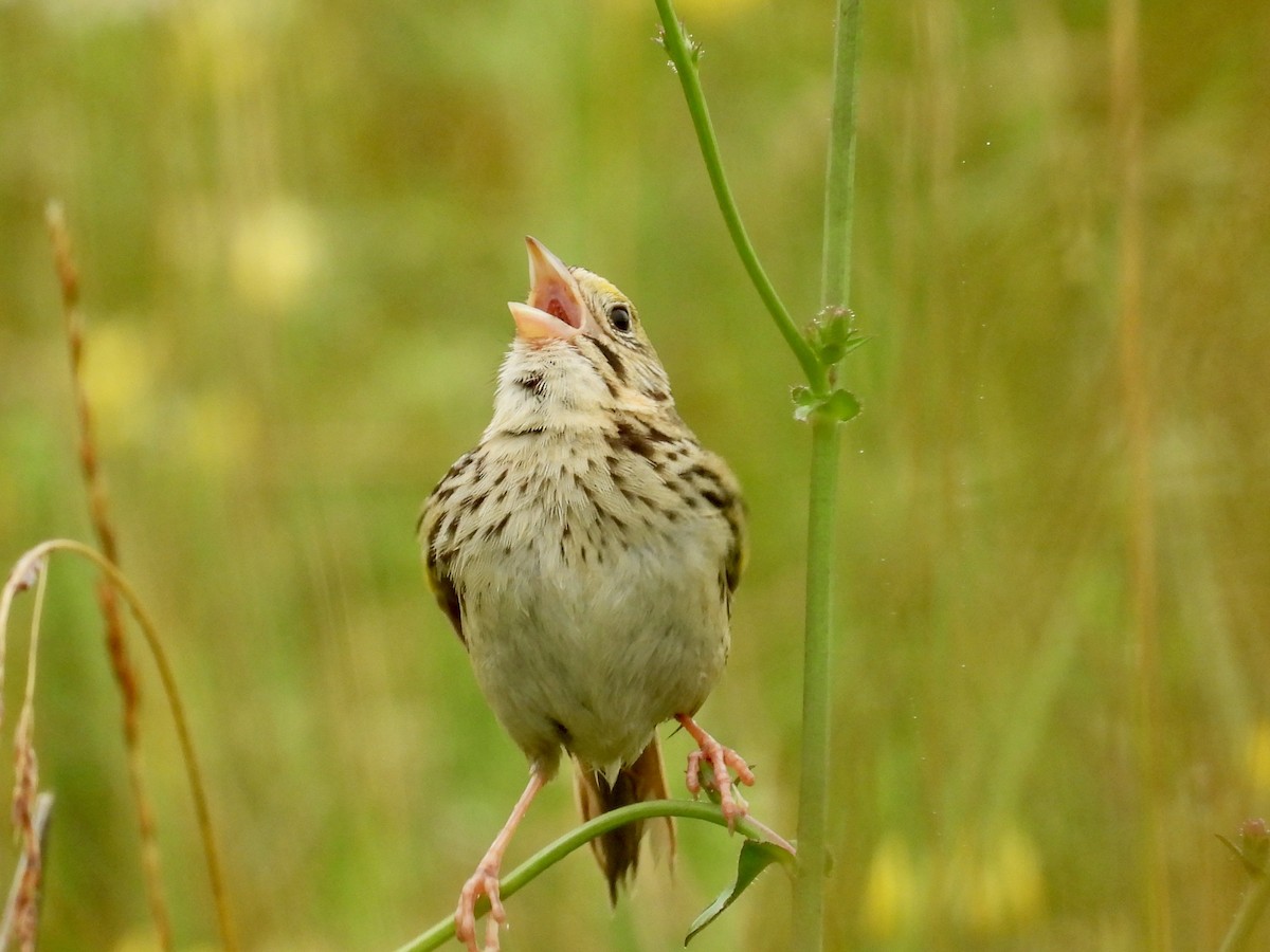 Henslow's Sparrow - ML638305470