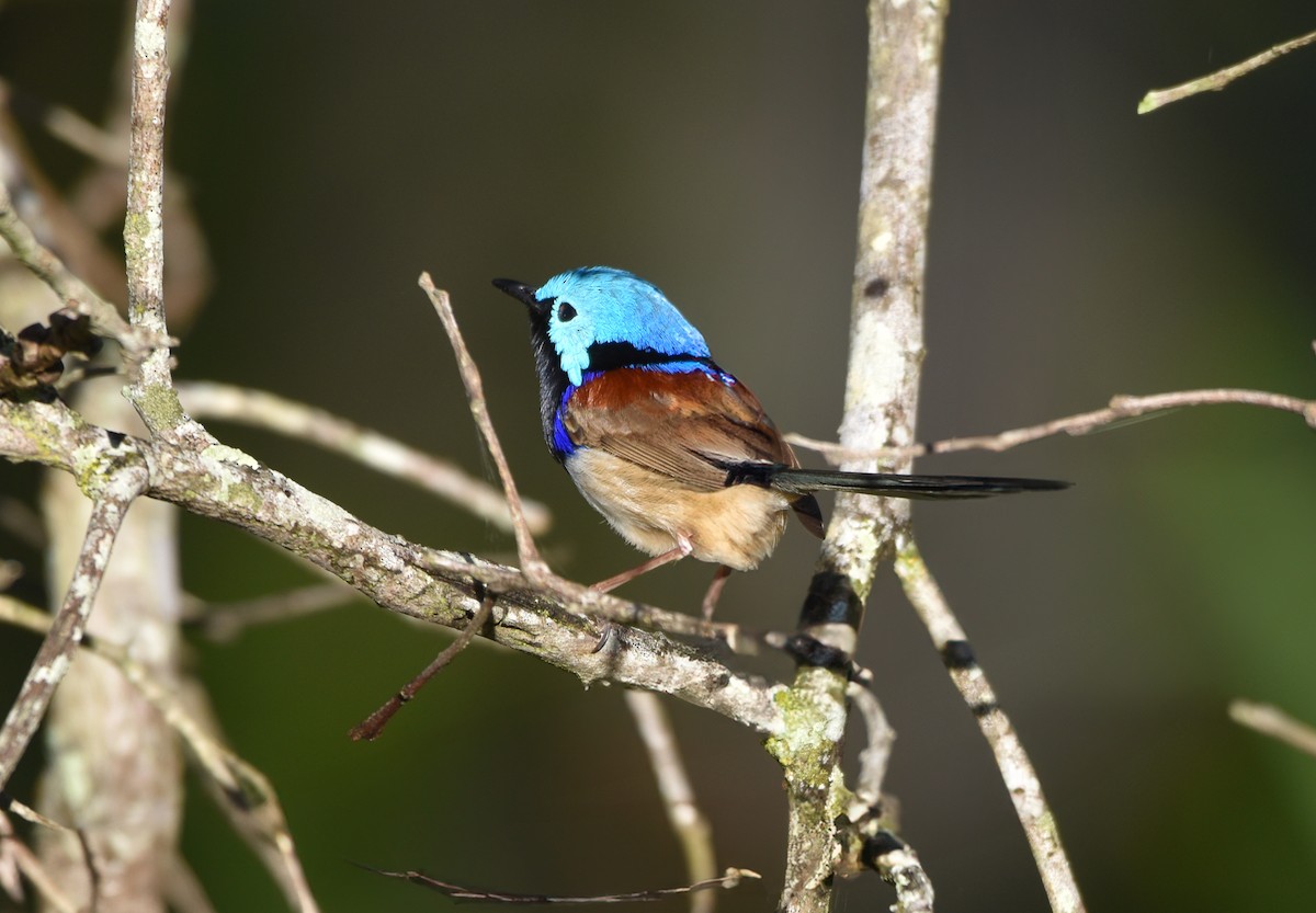 Variegated Fairywren - ML638305472