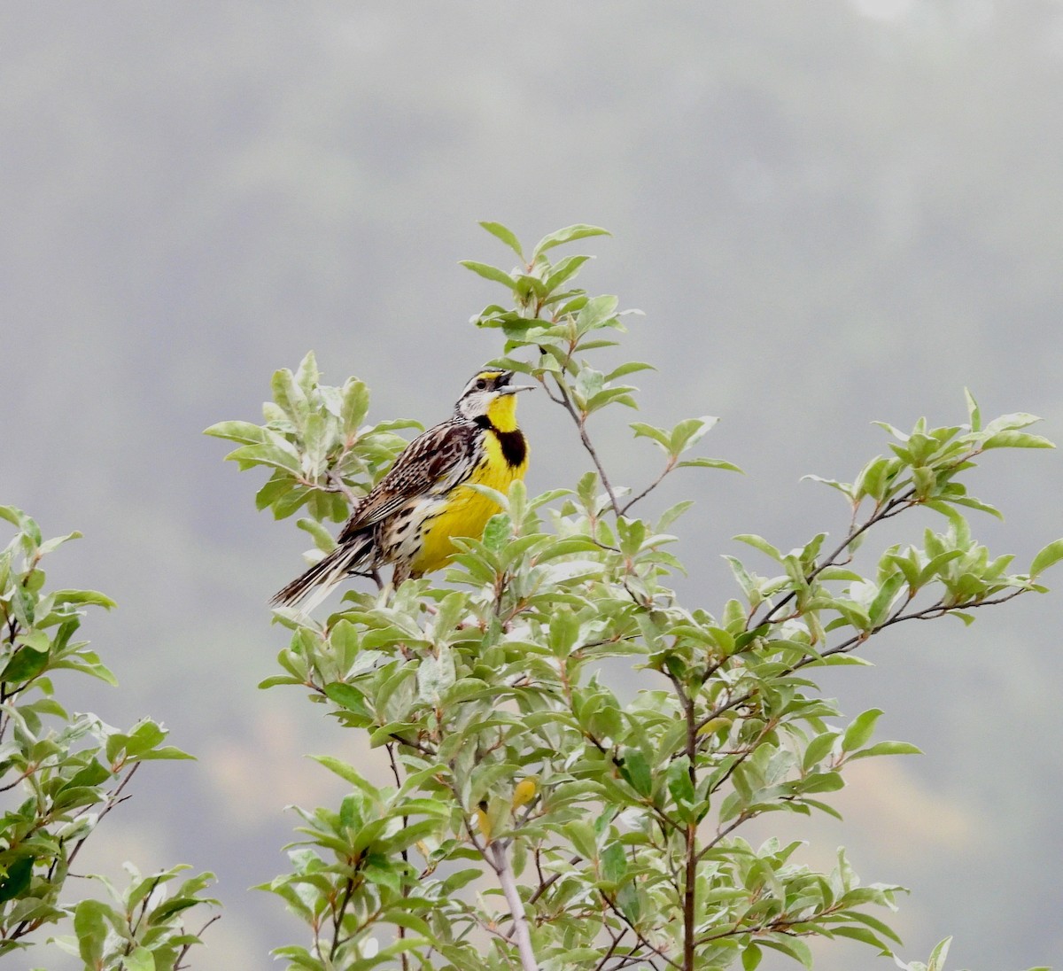 Eastern Meadowlark - ML638305476