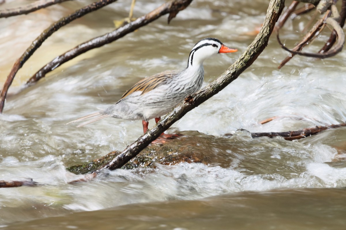 Torrent Duck - ML638305479