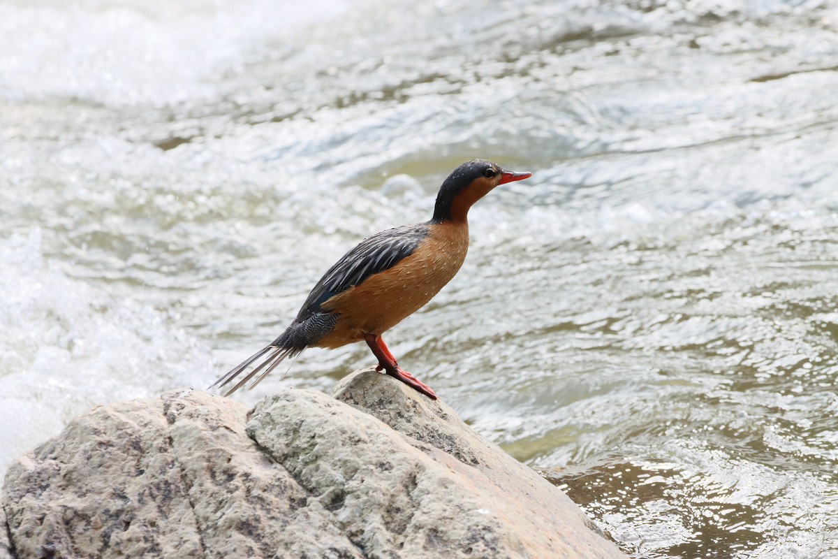Torrent Duck - ML638305480