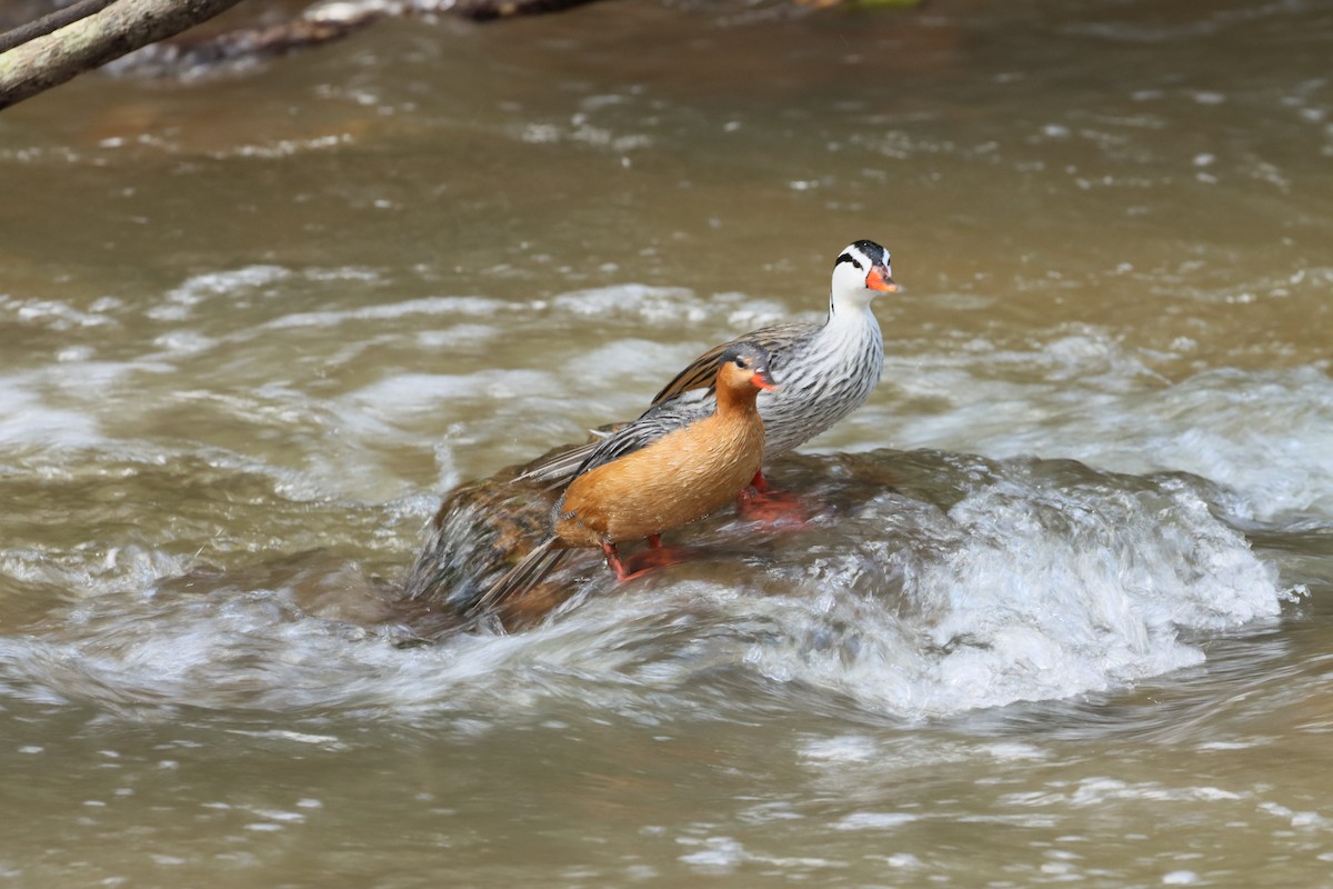 Torrent Duck - ML638305481