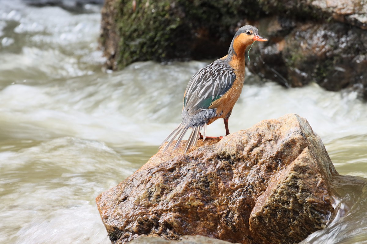 Torrent Duck - ML638305482