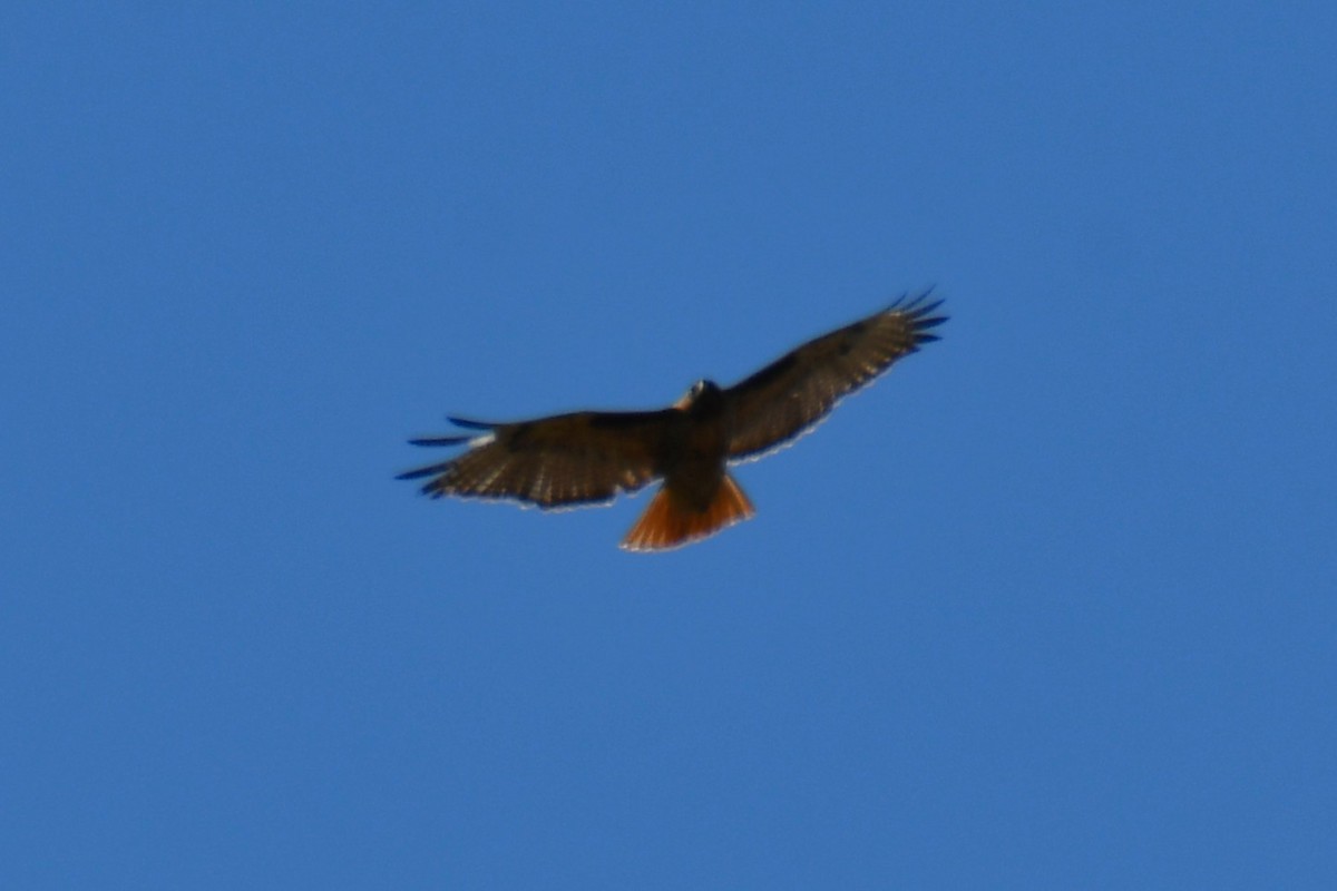 Red-tailed Hawk - ML638305485