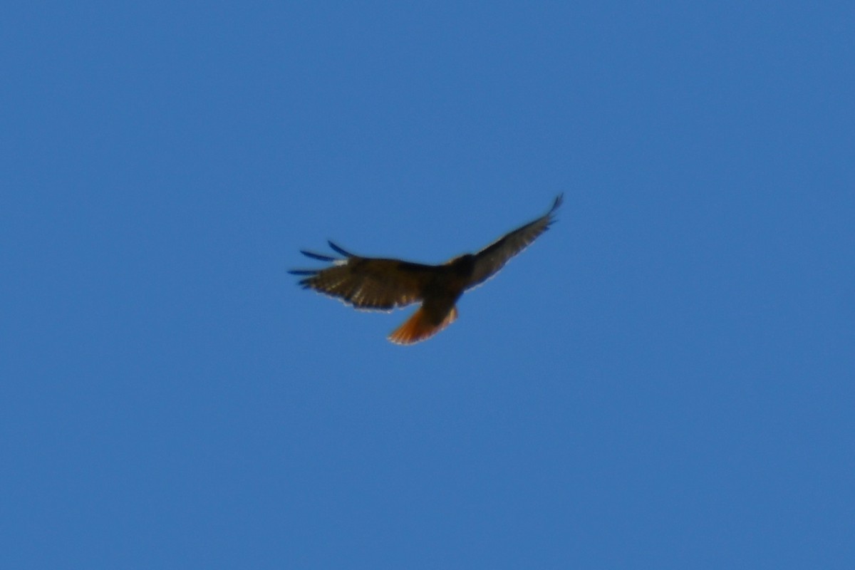 Red-tailed Hawk - ML638305486