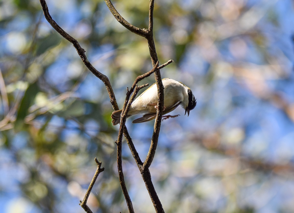 White-throated Honeyeater - ML638305487