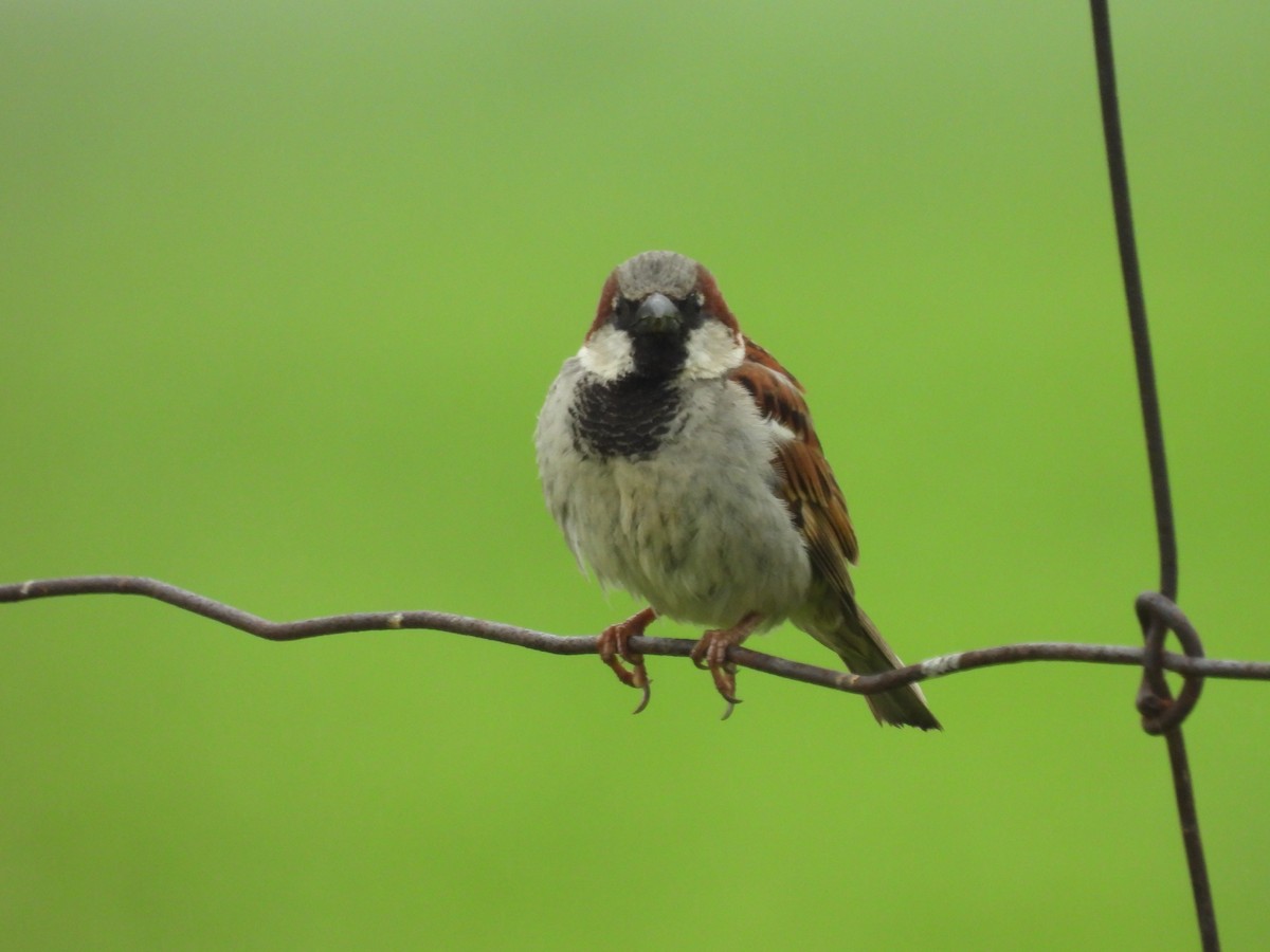 House Sparrow - ML638305497