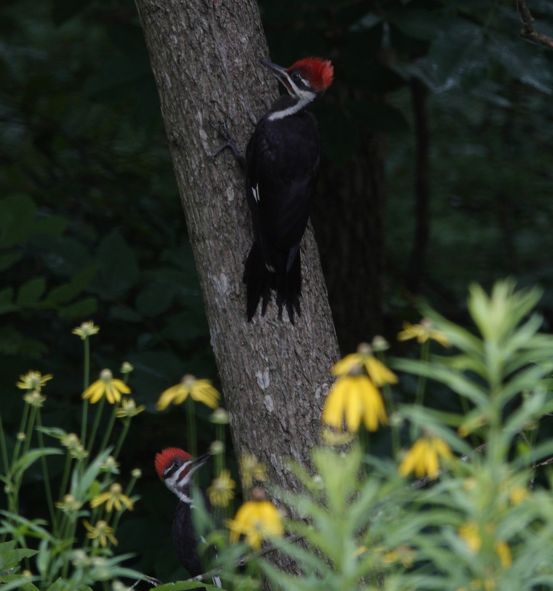 Pileated Woodpecker - ML638305529