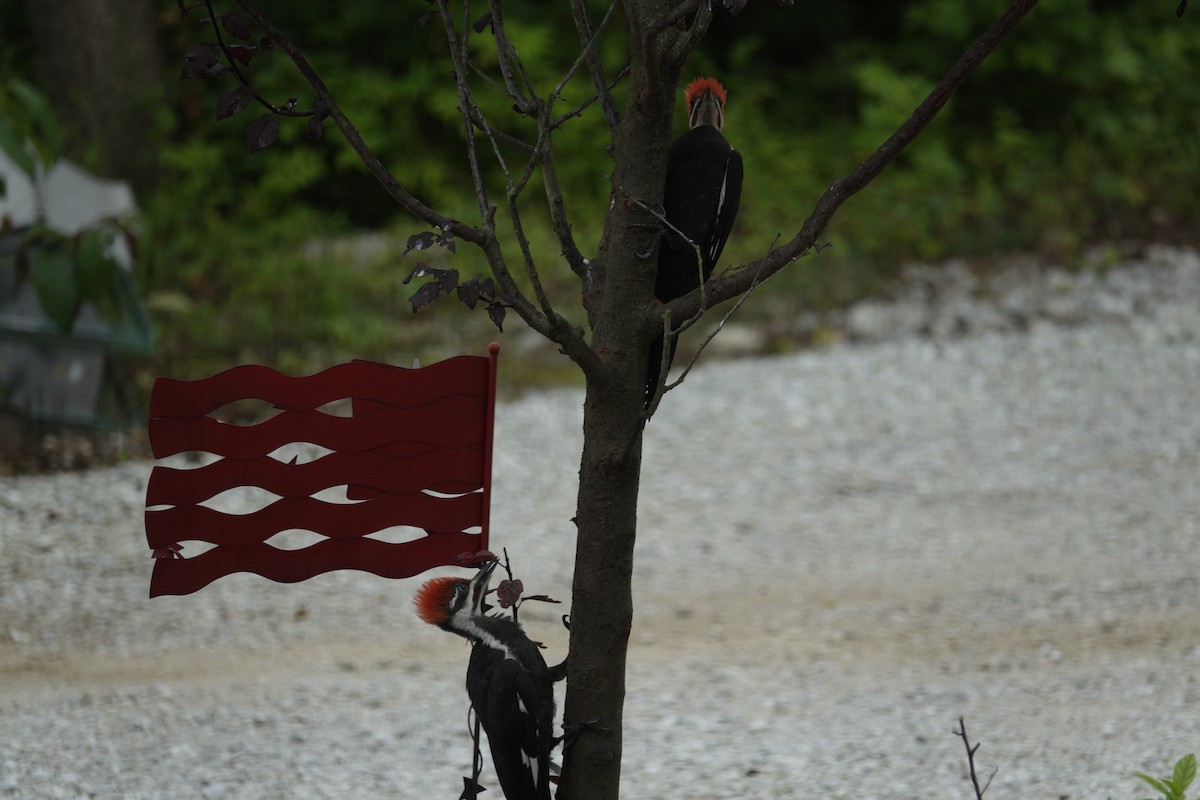 Pileated Woodpecker - ML638305531