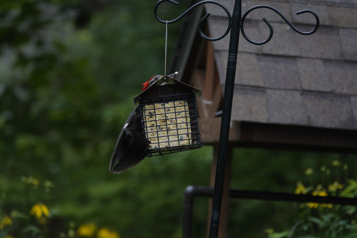 Pileated Woodpecker - ML638305535