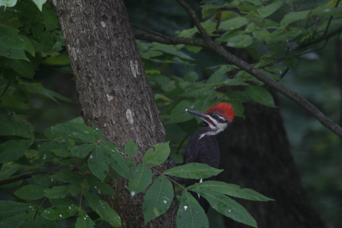 Pileated Woodpecker - ML638305539