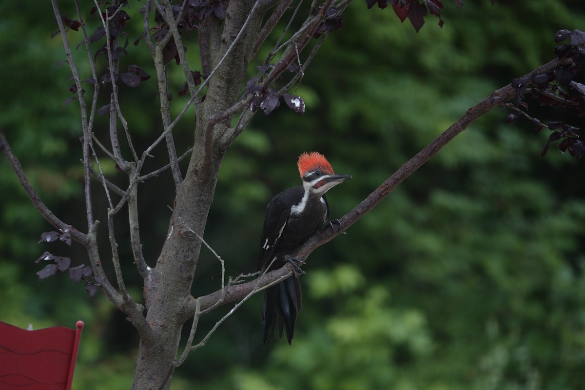 Pileated Woodpecker - ML638305541