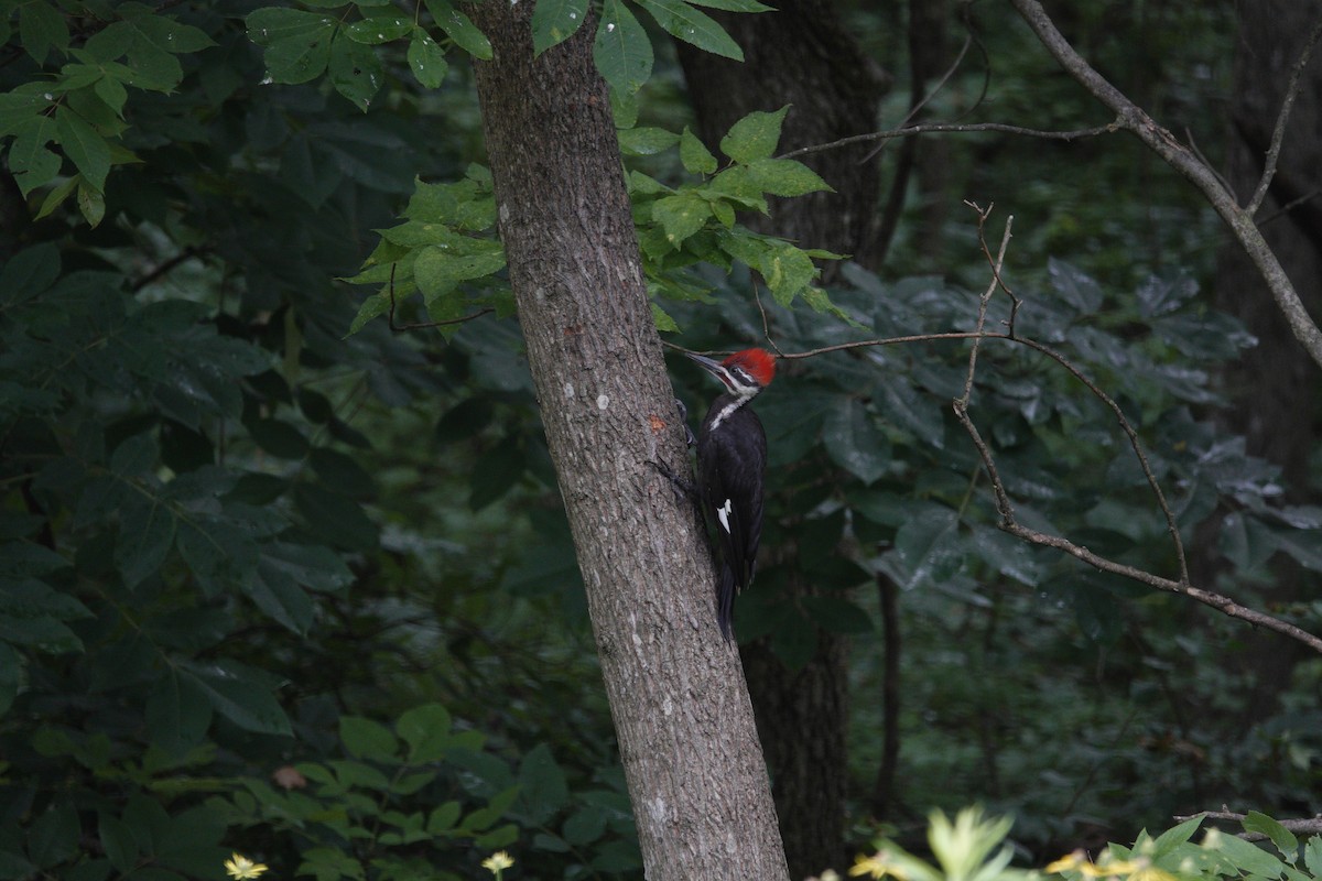 Pileated Woodpecker - ML638305543