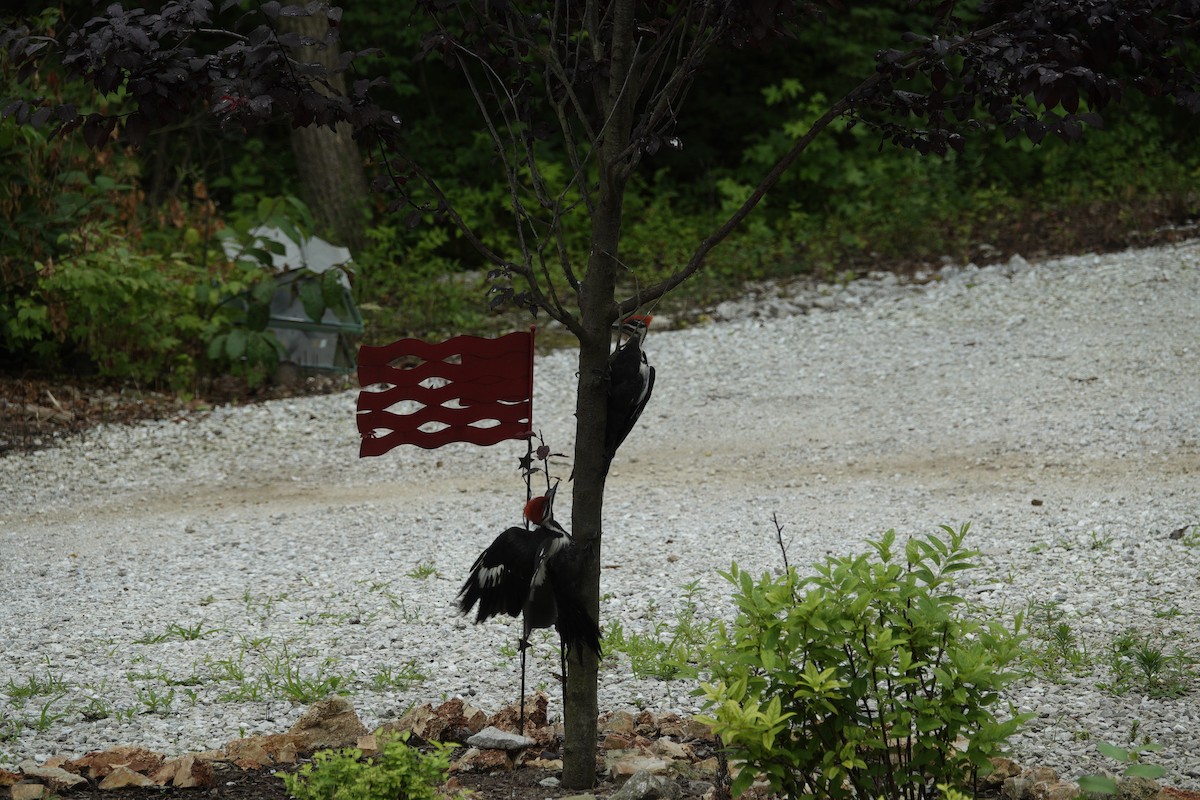 Pileated Woodpecker - ML638305544