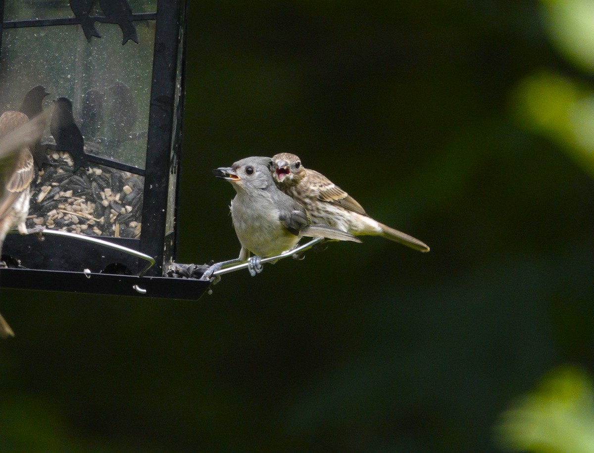 Tufted Titmouse - ML638305557