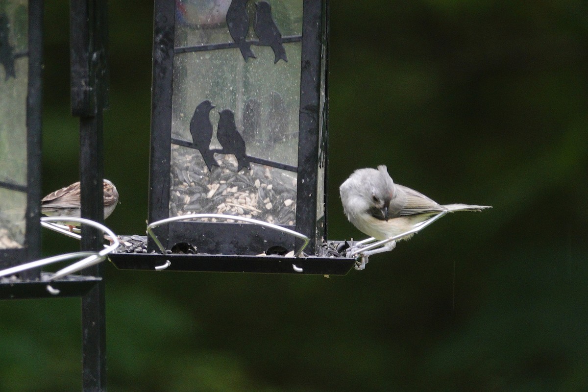Tufted Titmouse - ML638305558