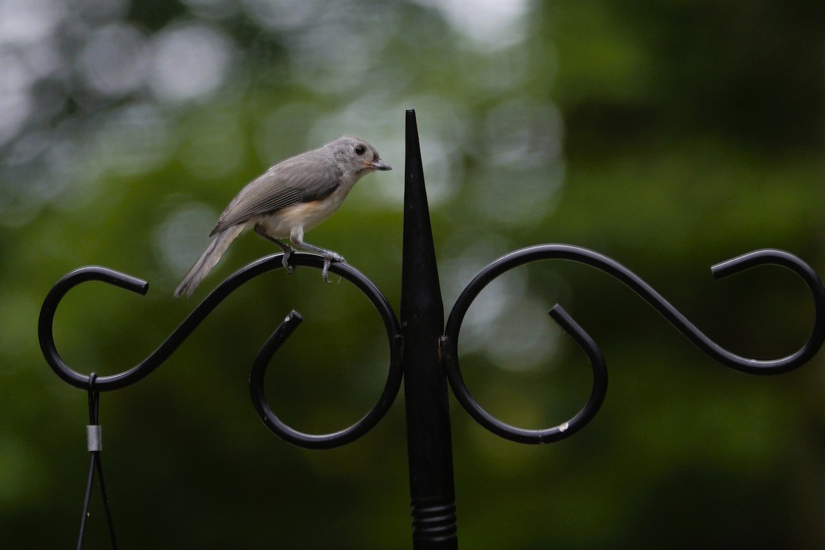 Tufted Titmouse - ML638305560
