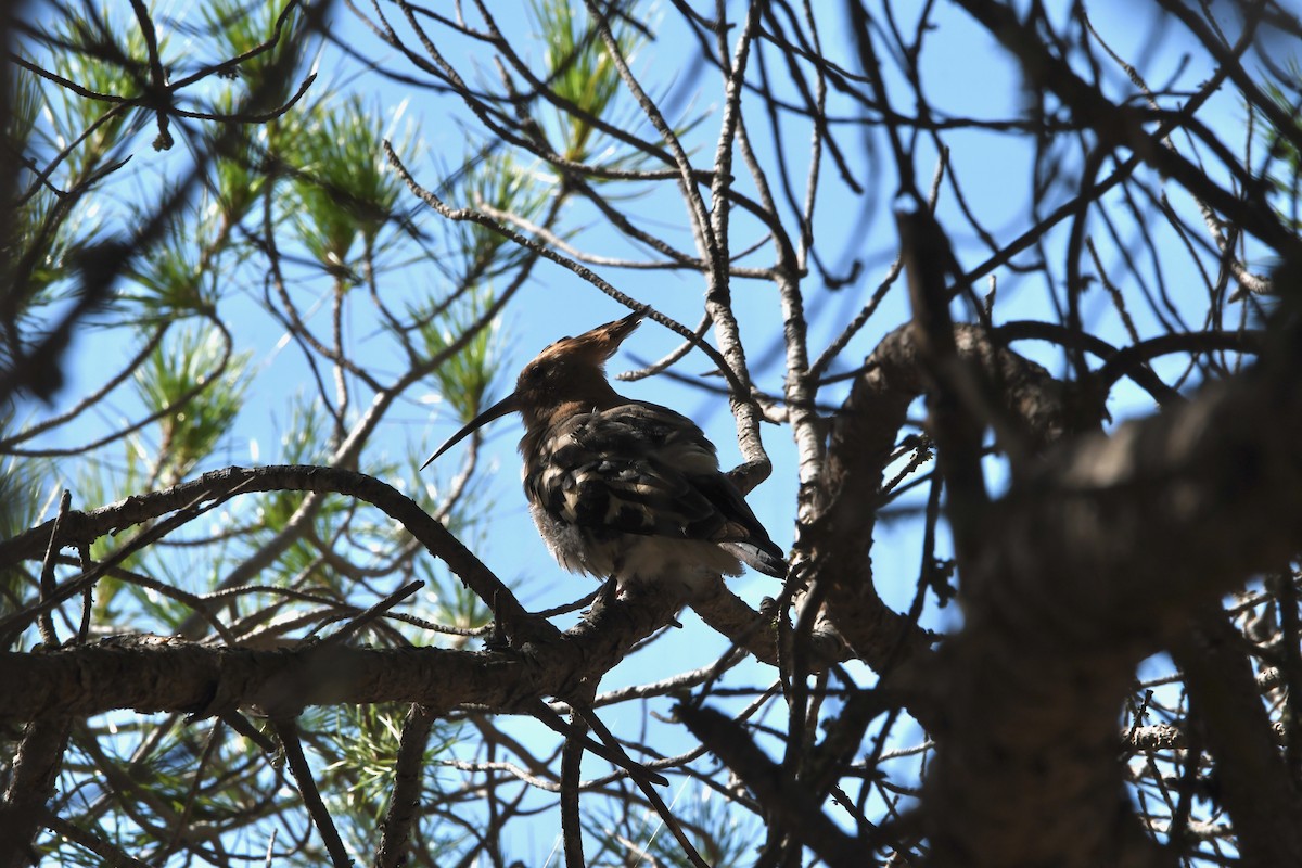 Eurasian Hoopoe - ML638305562