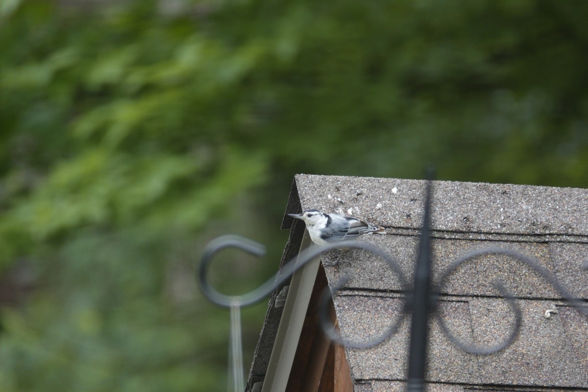 White-breasted Nuthatch - ML638305568