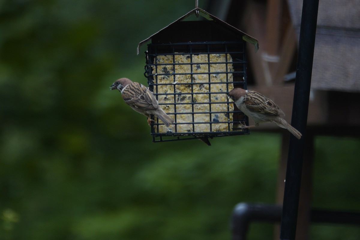 Eurasian Tree Sparrow - ML638305575