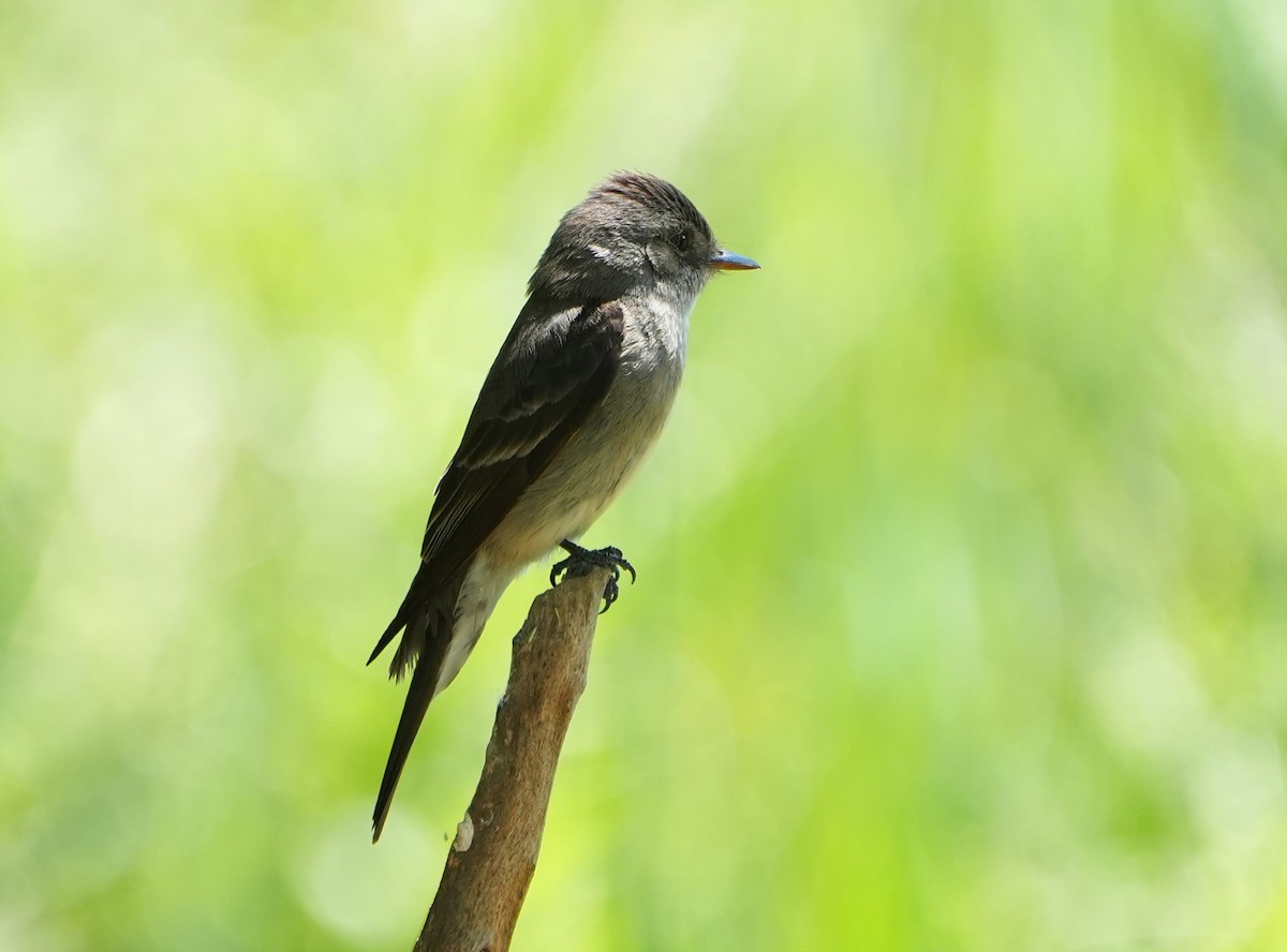 Western Wood-Pewee - ML638305576