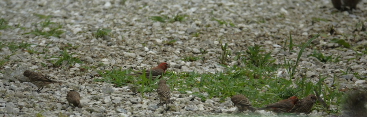 House Finch - ML638305577