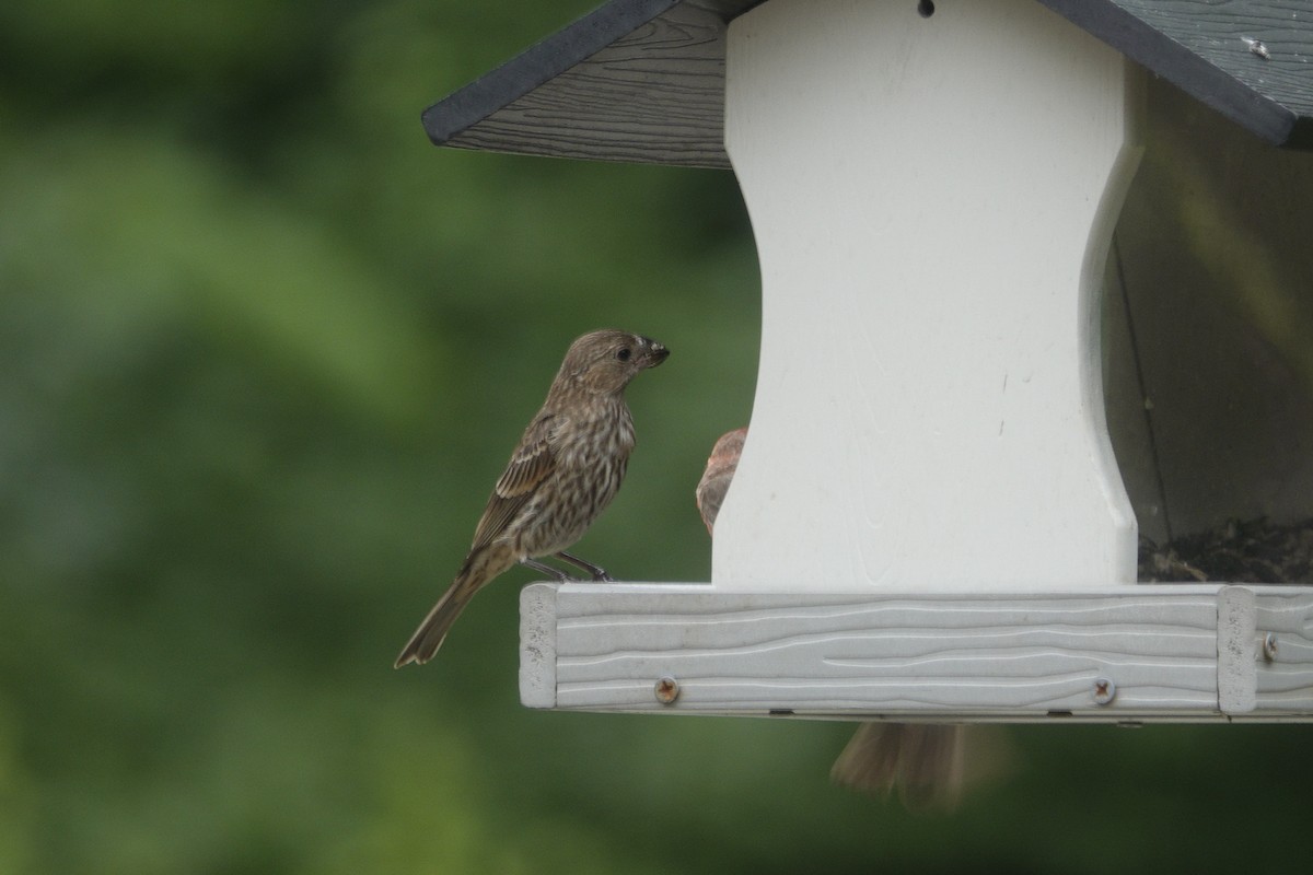 House Finch - ML638305578