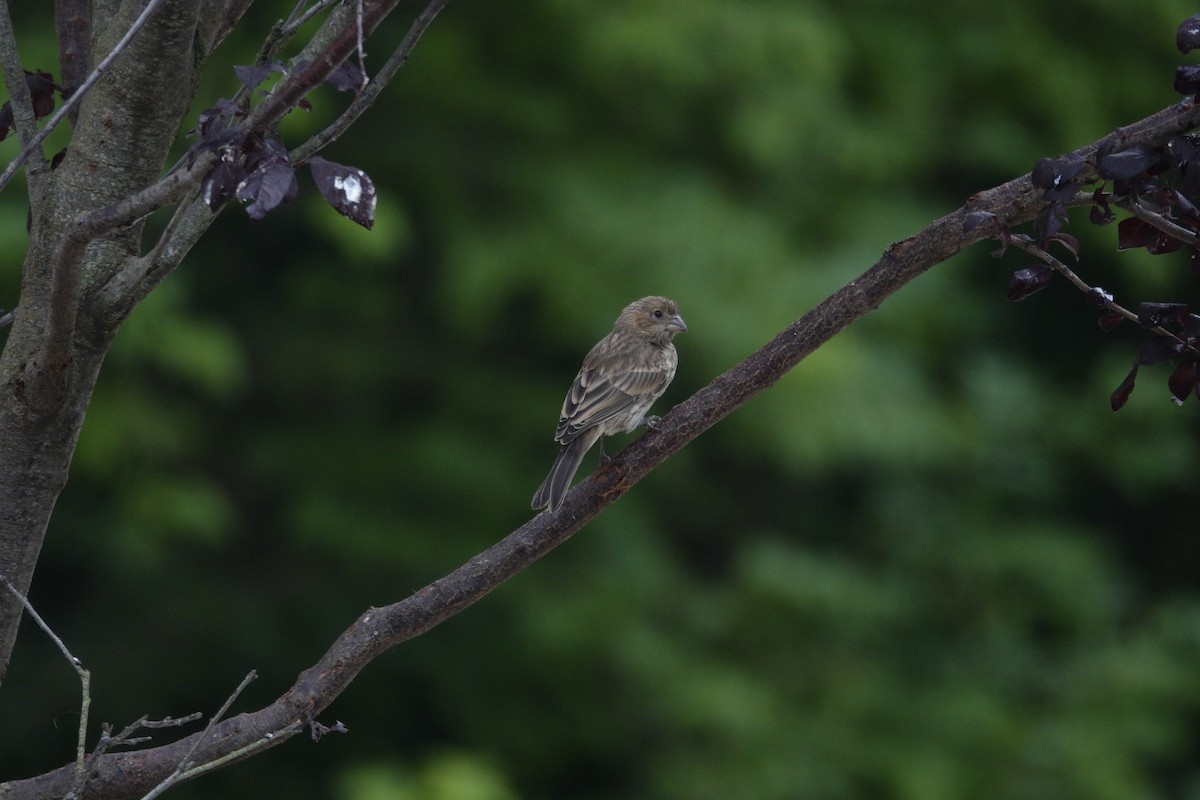 House Finch - ML638305579